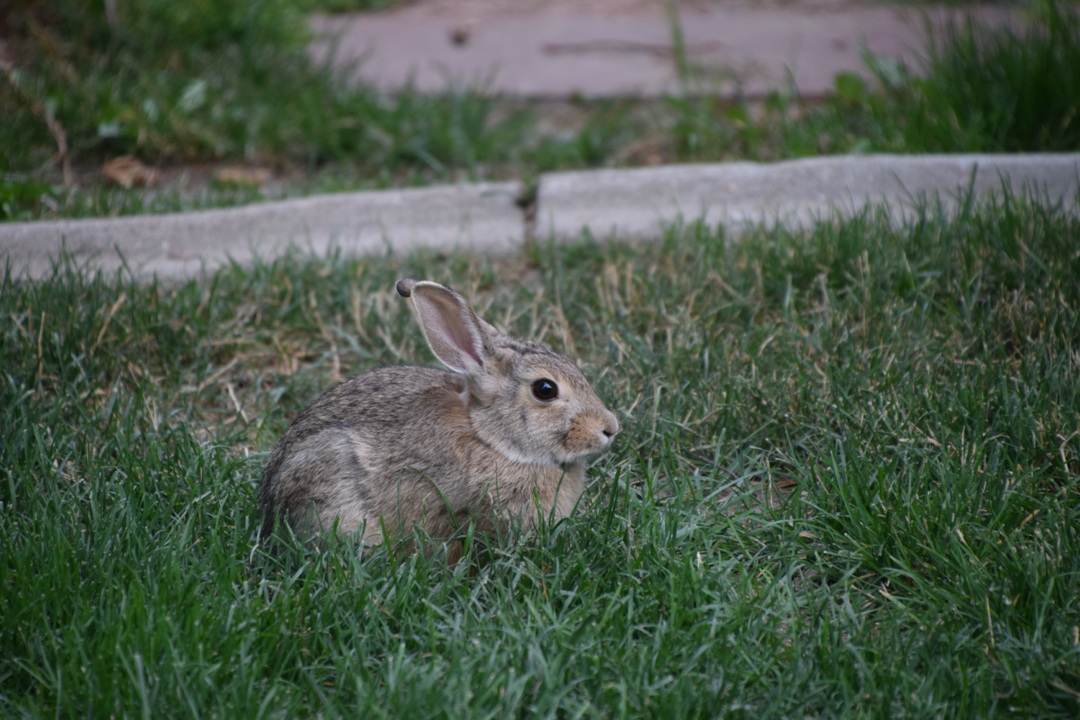 Yard rabbit