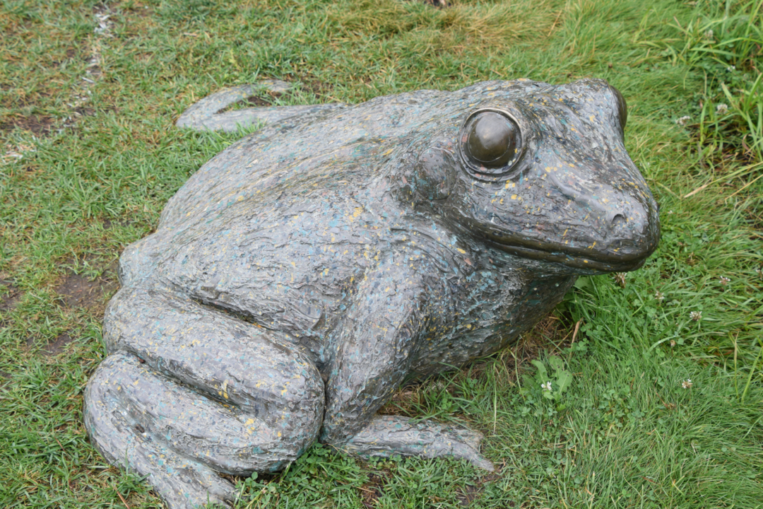 Yampa River Botanic Park frog
