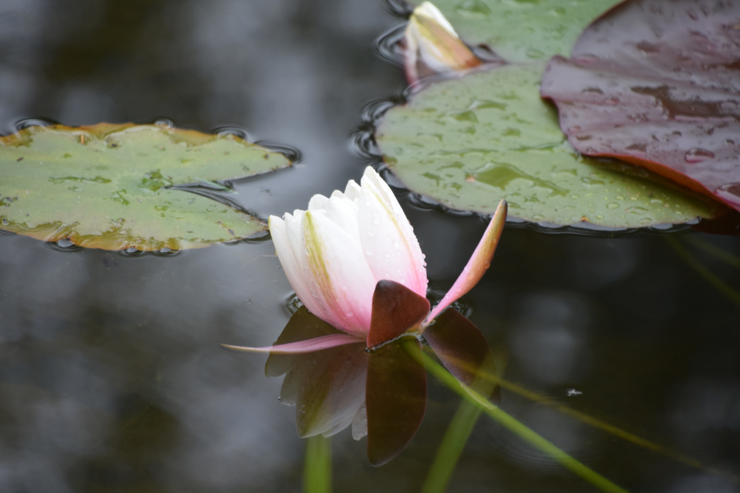 Yampa River Botanic Park water lily