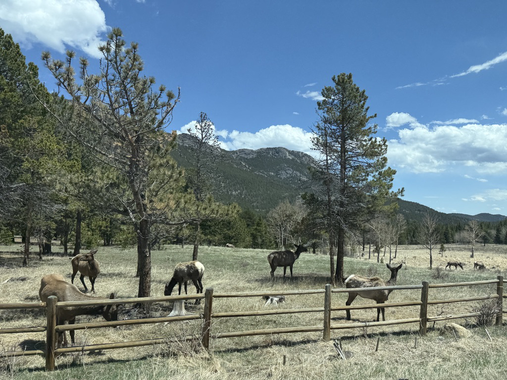 Elk along the Peak to Peak Highway