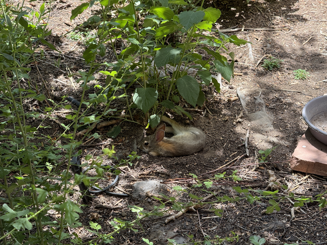 Teacup hides in the shade on a hot day