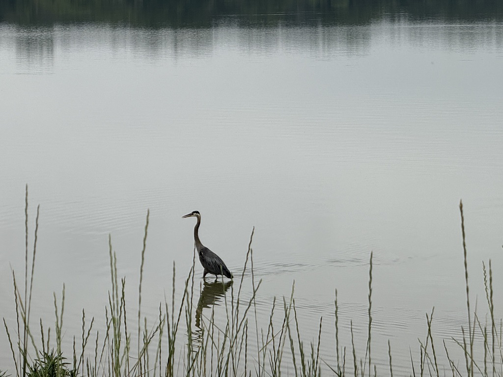 Great Blue Heron looking for a snack
