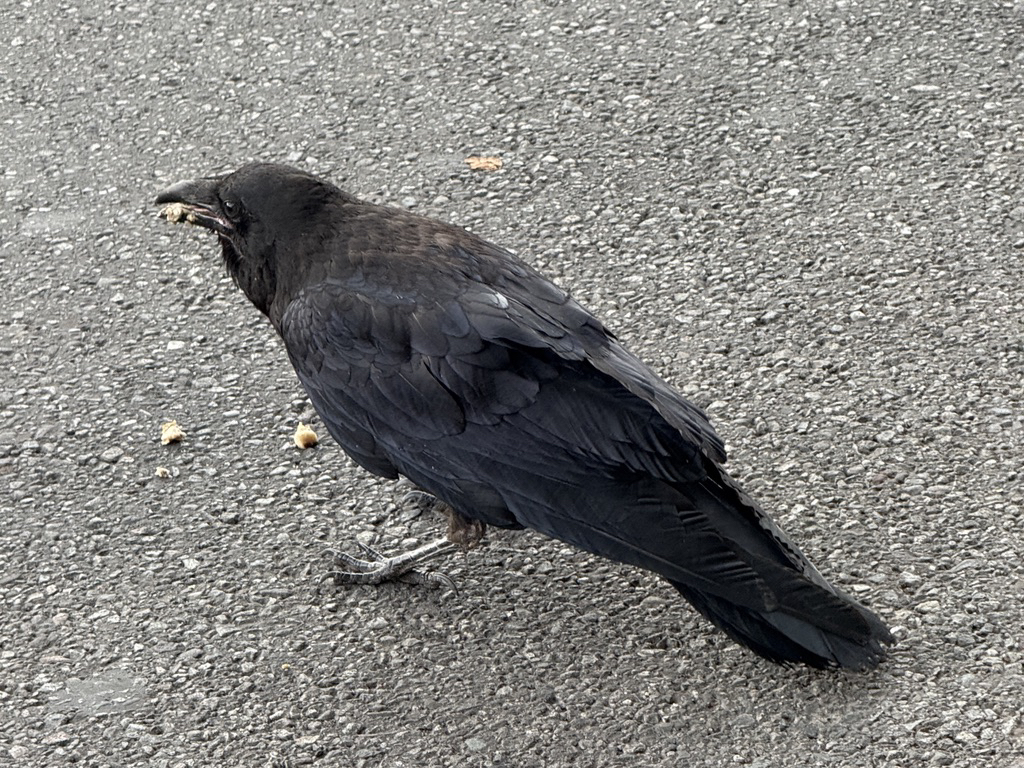 Raven of Durango