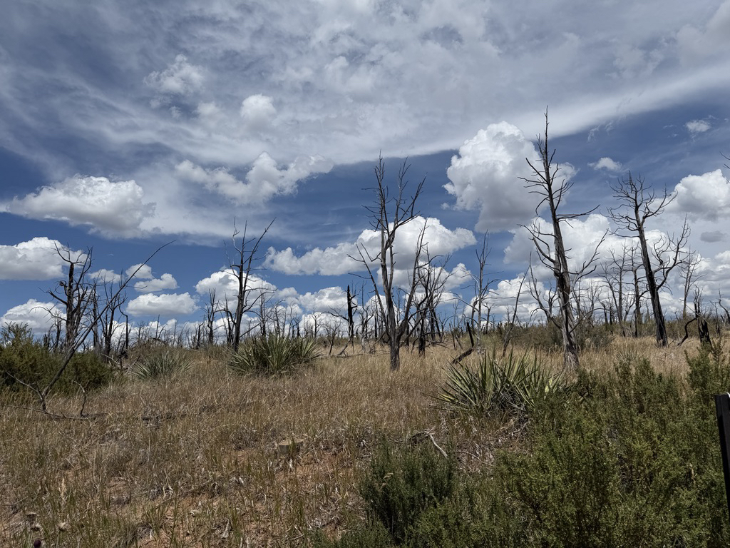 Fire damage from a wildfire at Mesa Verde
