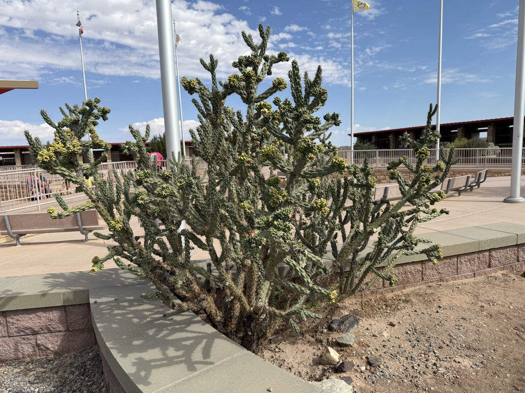 Cane cholla