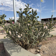 61E85C2E-C4AA-4C67-9D00-025B53F0C5B7_1_105_c.jpeg