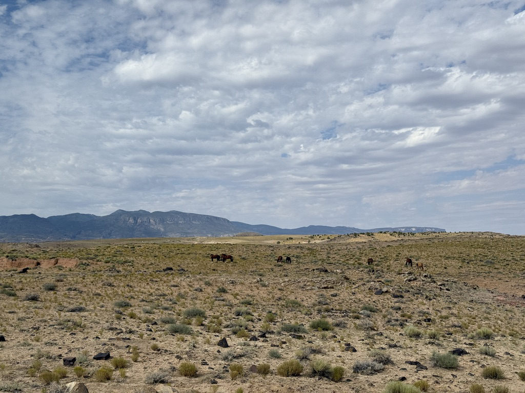 Horses grazing the desert in Arizona