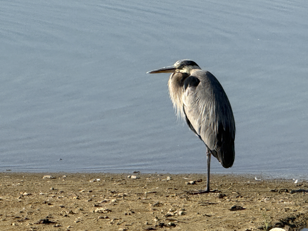 Great Blue Heron on the McIntosh Lake shore