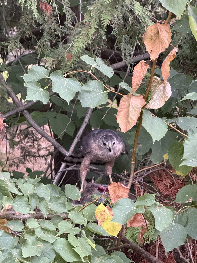 Raptor in a tree with prey in Middlebury, VT