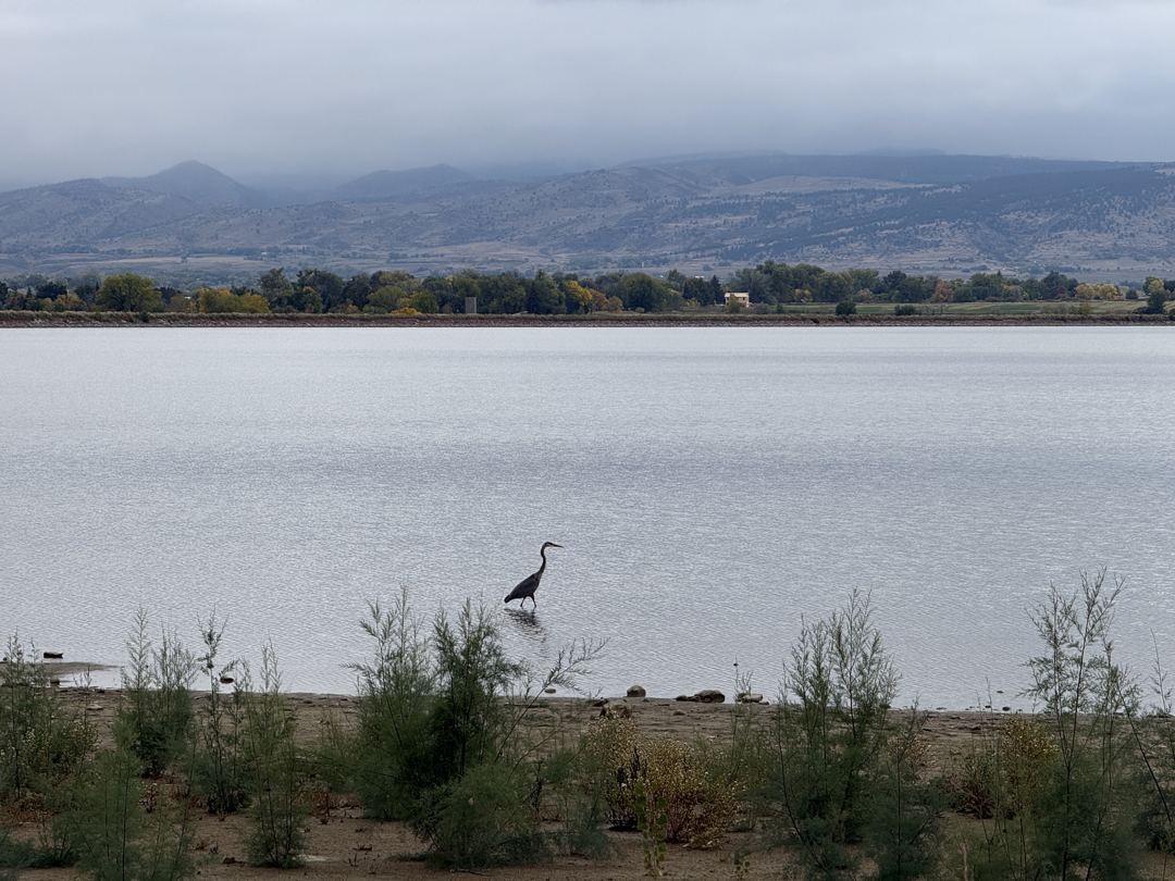 Great blue heron on a foggy morning at McIntosh Lake