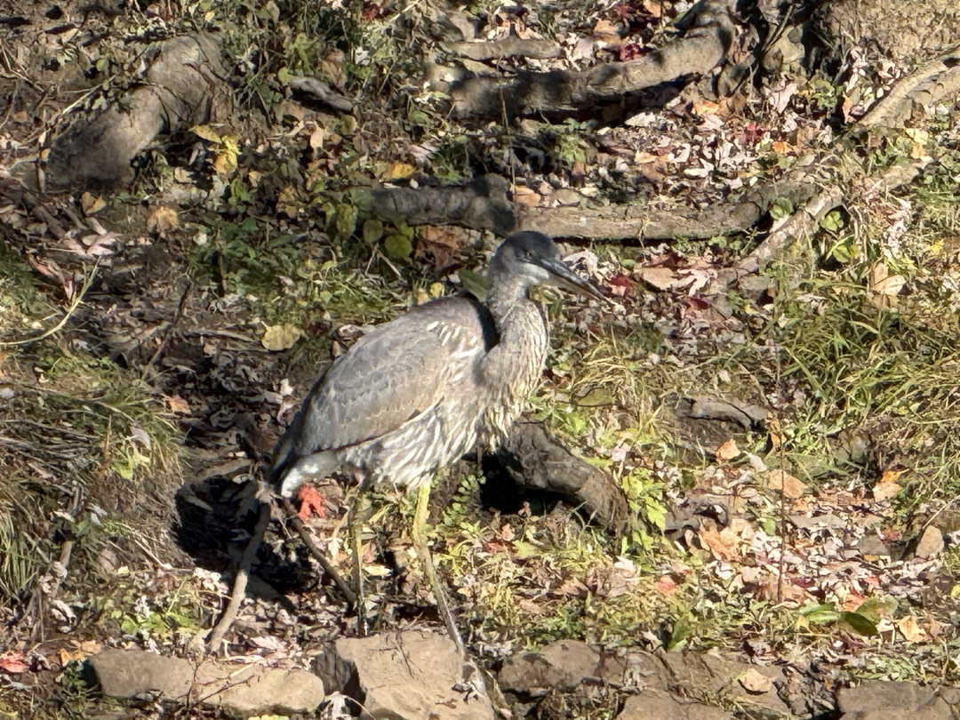 Grumpy great blue heron along the canal