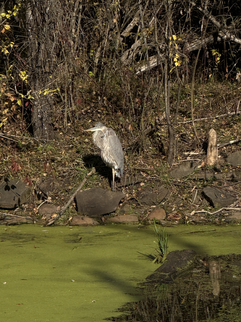 Another heron near the stagnant water