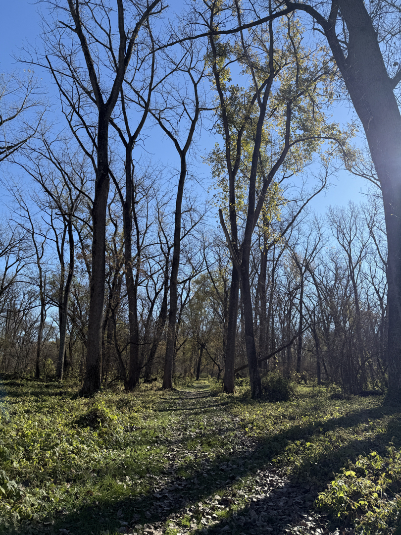 Down the Tall Spruce Trail