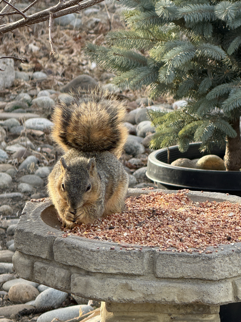 Fuzzy squirrel chowing down on bird food outside the cheese store