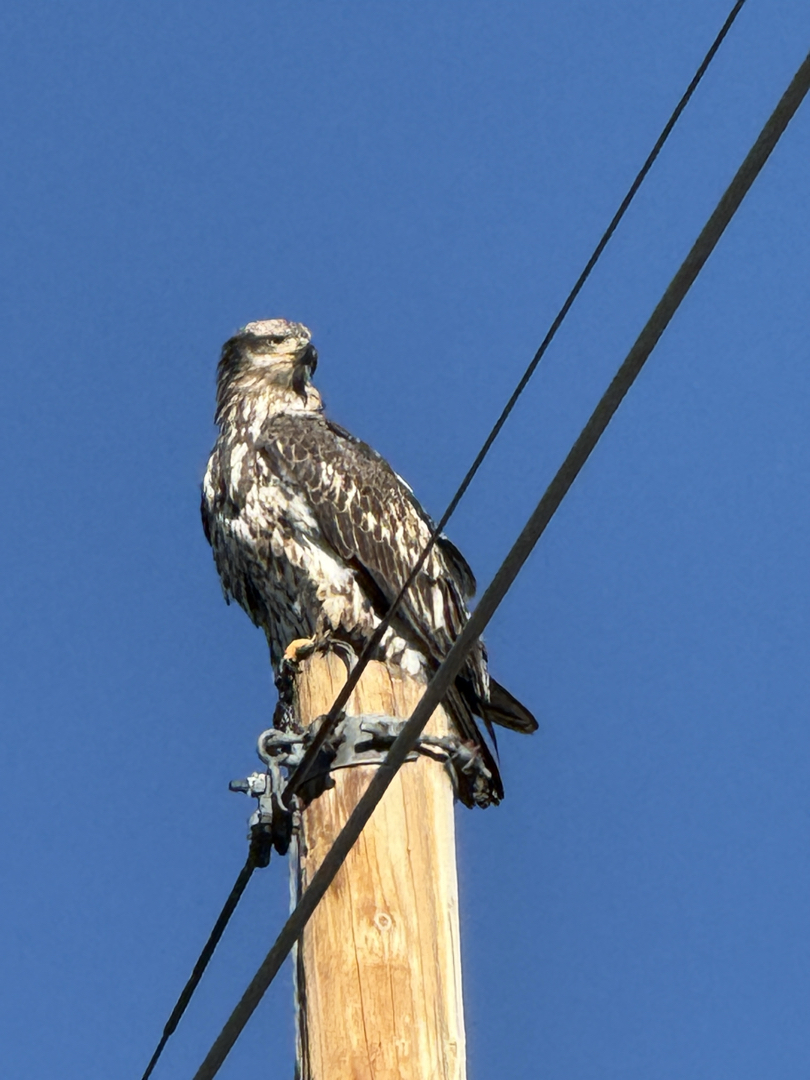 Immature bald eagle perched on the electric pole