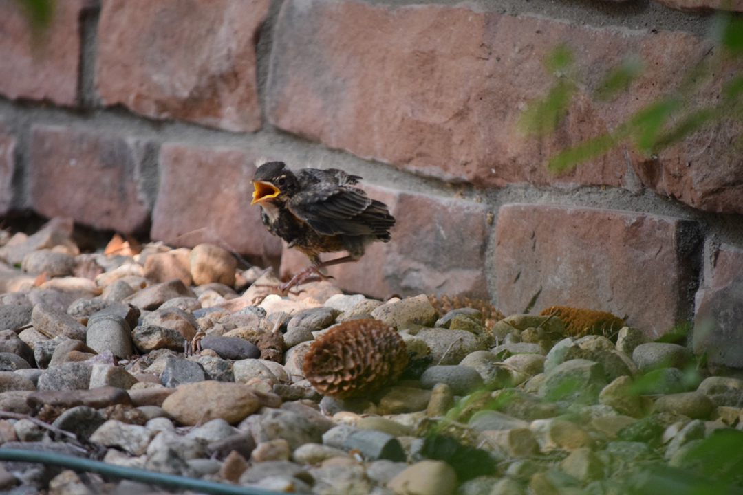Baby robin, out of the nest