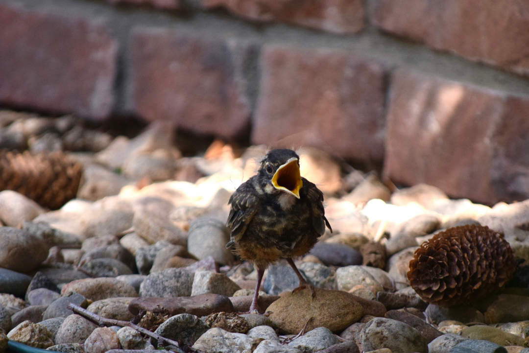 Baby robin calls for its mother