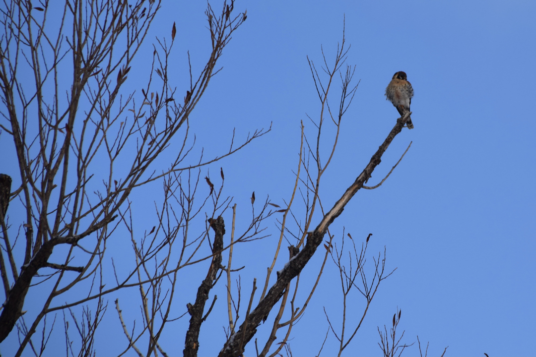 Fluffed hawk against the blue sky