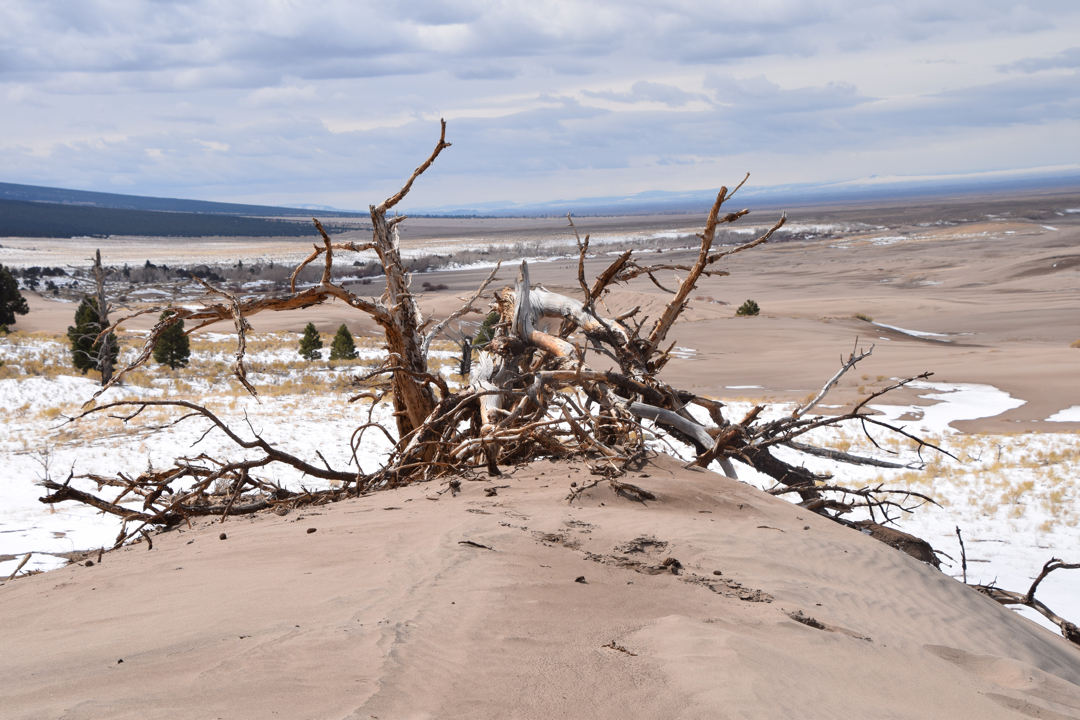 Gnarly tree at the Great Sand Dunes