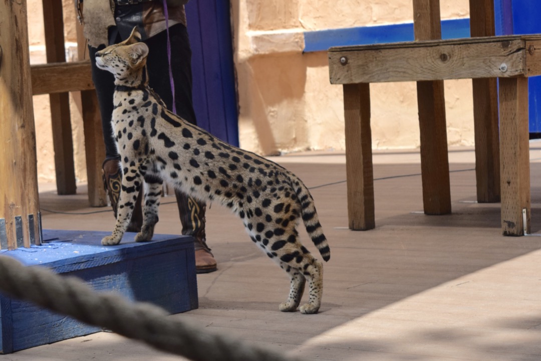 Spotty serval