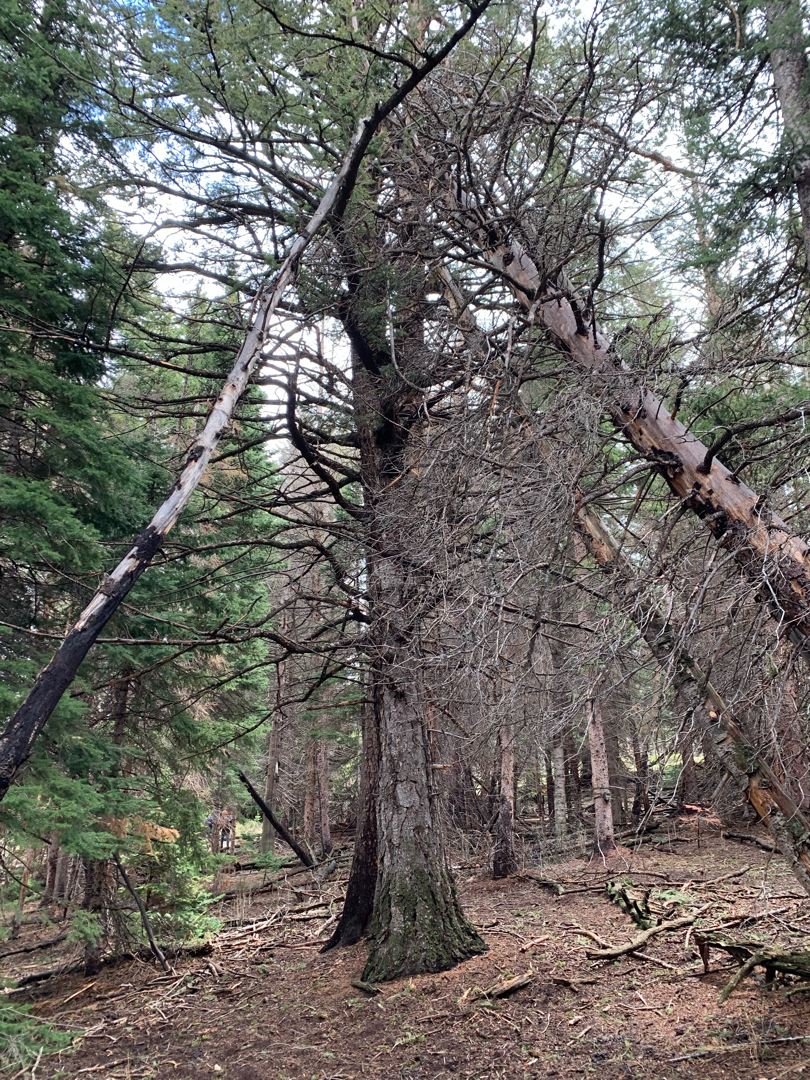 Tree fall at RMNP