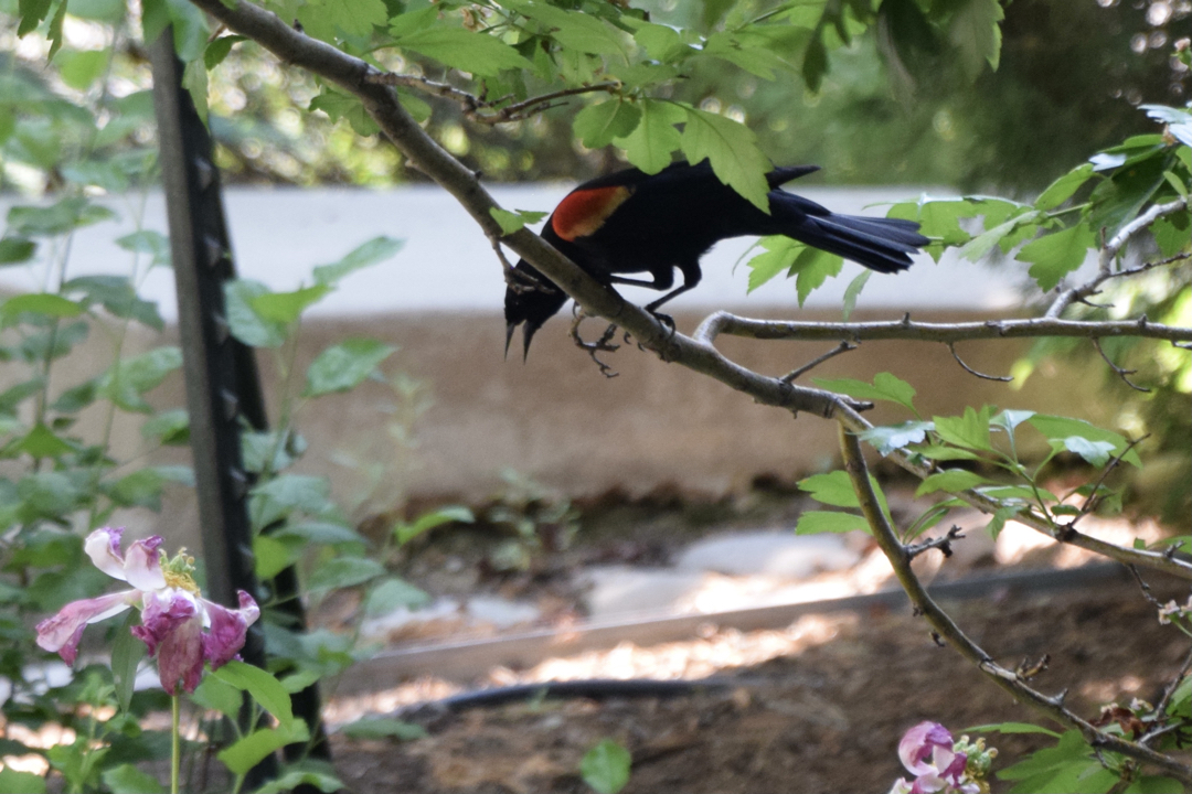 Redwing blackbird