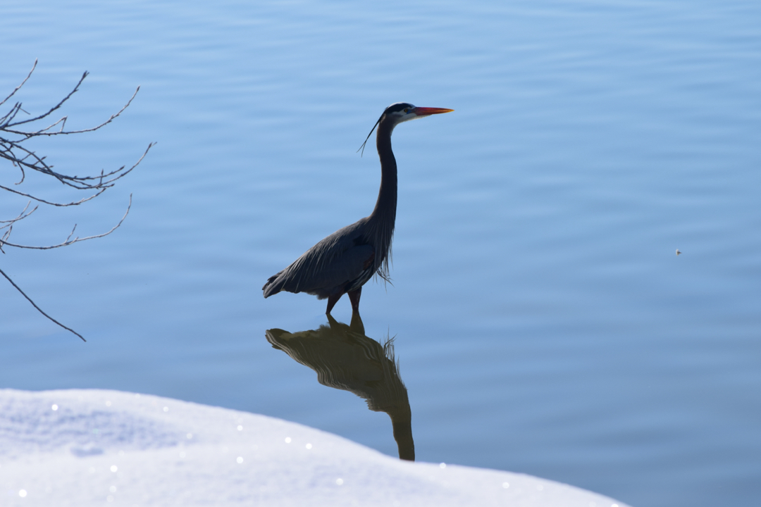 The heron is back with sparkling snow
